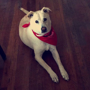 Meet your Posher, Jesse